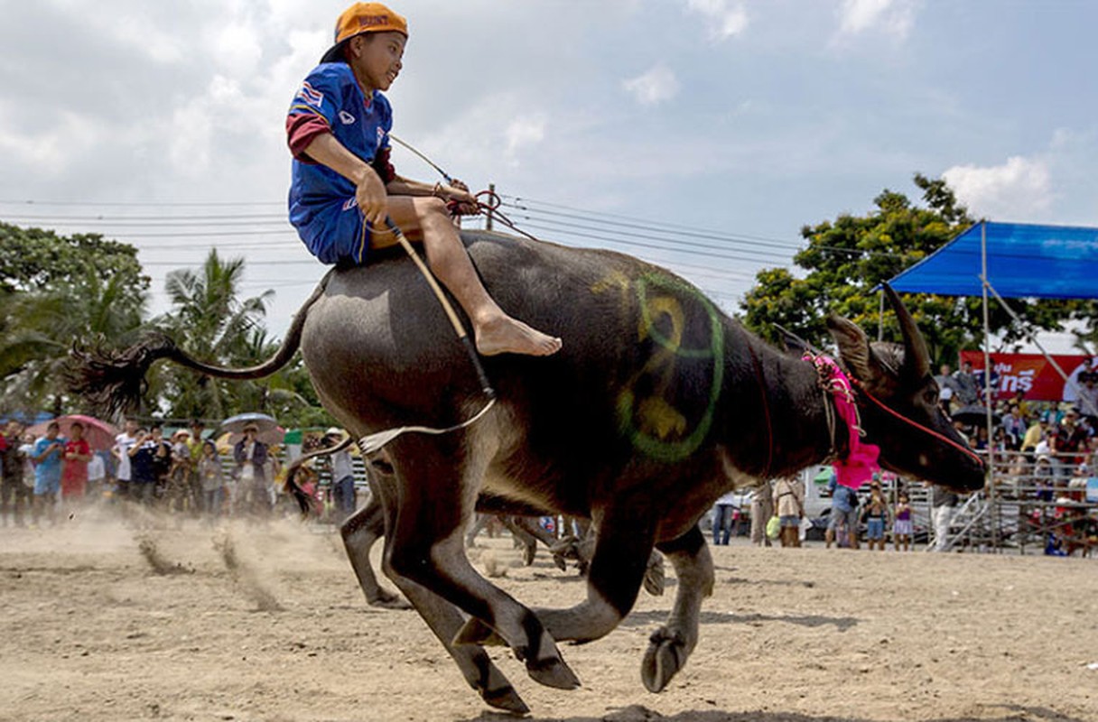 Le hoi dua trau o Thai Lan qua anh-Hinh-5